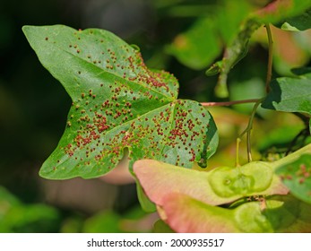  Maple Gall Mite, Aceria Macrorhynchus