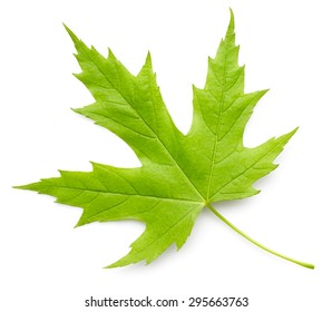 574,403 Green maple leaf Images, Stock Photos & Vectors | Shutterstock