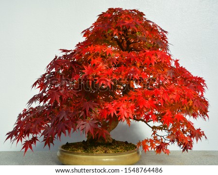 Maple Japanese bonsai. It is an Asian art form using cultivation techniques to produce small trees in containers that mimic the shape and scale of full size trees