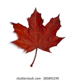 Maple Leaf