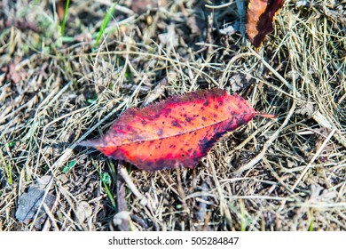 maple / leaf