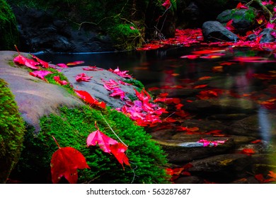 Maple leaf 