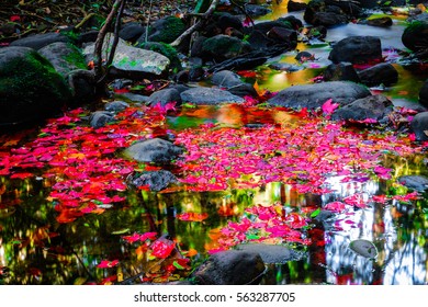 Maple leaf