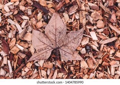 maple leaf in autumn / fall 