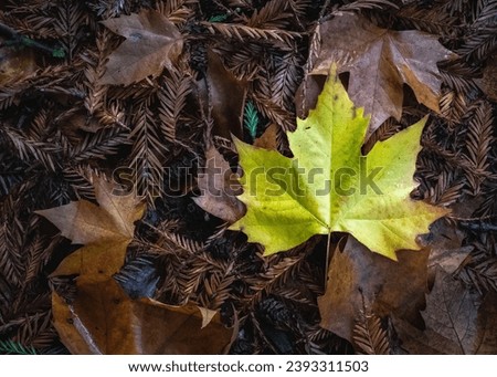 Maple leaf in autumn season with contrast color