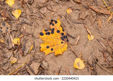 Maple Leaf With Black Spots On The Sand Close Up