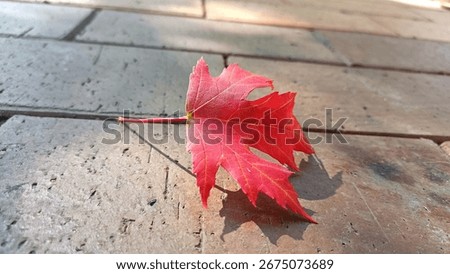 maple leaf A Bright Fall The Maple Leaf Autumn Memories First Leaf of Autumn Red Leaf on a Brick Path