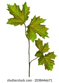 Maple leaf , Canadian symbol, Red maple leaf. maple leaves. Isolated. Spring young greenery for decoration.