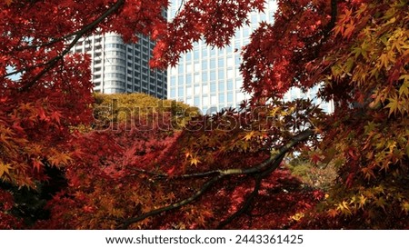 Similar – Image, Stock Photo Autumn is here Environment