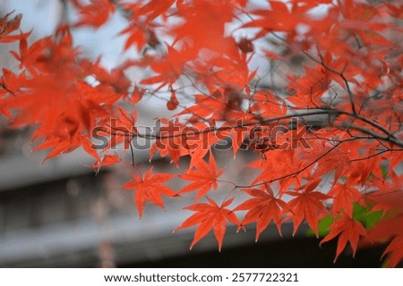 Similar – Image, Stock Photo characteristic leaves of a cannabis plant in front of a blue sky