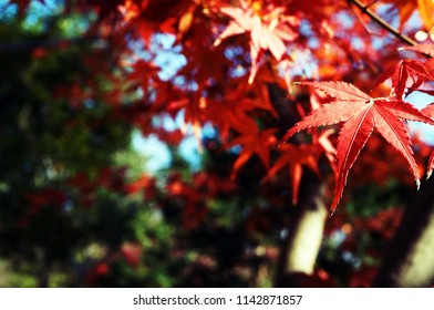 maple leaf in china