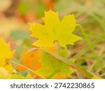 Maple leaf close up in autumn in the forest