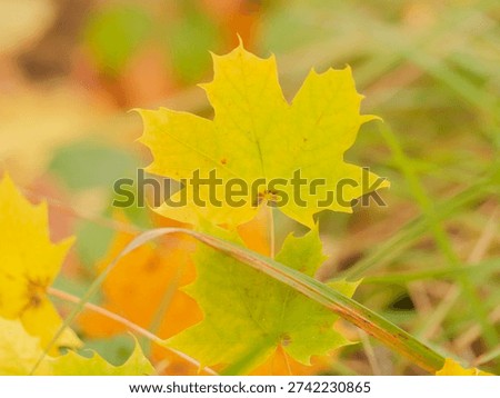 Maple leaf close up in autumn in the forest