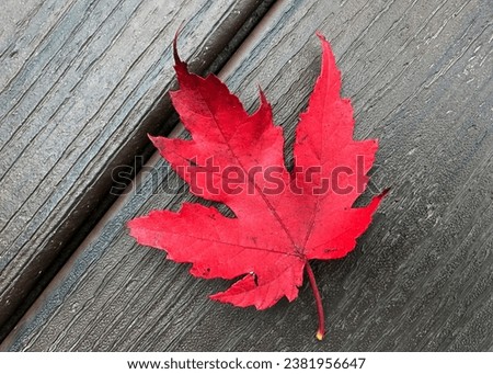 Maple leaf colored up red for autumn on a porch board