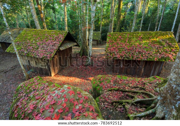 Maple Leaf Cottage Phu Hin Thailand Stock Photo Edit Now 783692512