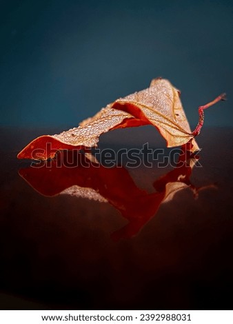 Similar – Image, Stock Photo Colourful autumn leaves in the grass
