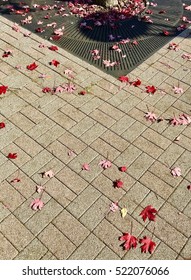 Maple leaf fallen