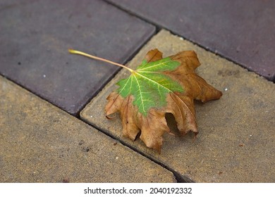 A Maple Leaf Fell On The Paving Stones