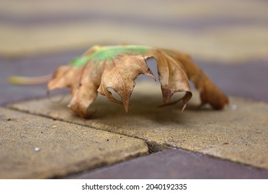 A Maple Leaf Fell On The Paving Stones