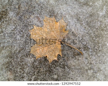 Similar – Image, Stock Photo A very special leaf