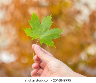 Maple leaf, great design for any purpose. Organic natural form. The leaves of nature's trees are falling off. A set of autumn icons.Natural style.