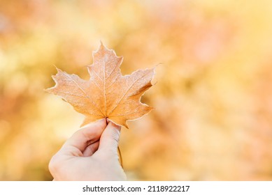 Maple leaf in hand. Blur bokeh background. Autumn leaf fall. Brightly colored autumn leaves with dusting of frost.
