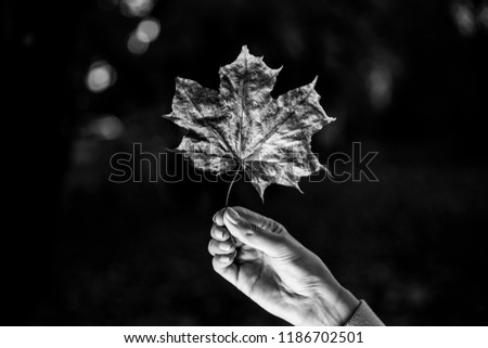 Similar – Image, Stock Photo red autumn leaf is held by hand