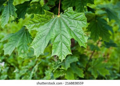 Maple leaf hanging on a tree