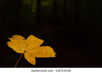 Maple leaf held up