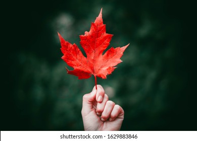 maple leaf holding in hand focus nature 