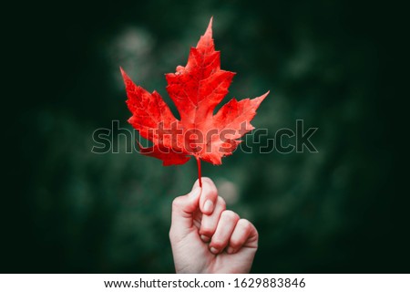 maple leaf holding in hand focus nature 