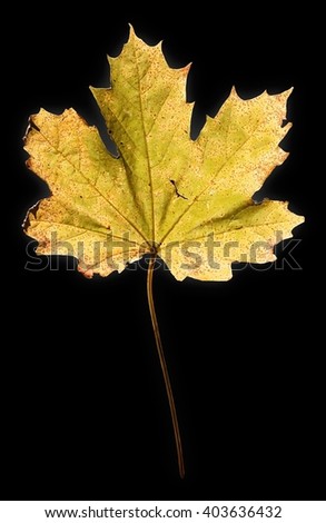Similar – Image, Stock Photo Tree-up Nature Plant Earth