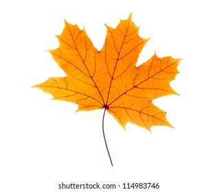 Maple Leaf Isolated On White