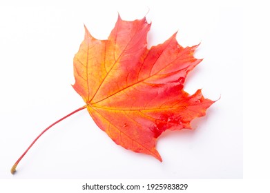 maple leaf isolated on white. red crimson golden autumn colors, the leaf of the maple, used as an emblem of Canada. - Powered by Shutterstock