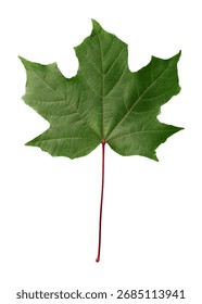 Maple Leaf Isolated On White Background