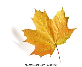 Maple Leaf Isolated On White Corrected Stock Photo 6603808 | Shutterstock