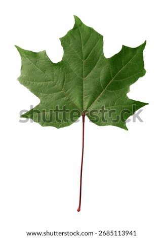 Maple Leaf Isolated On White Background