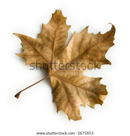 Maple Leaf isolated on white