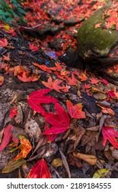 Maple Leaf. Maple Leave Background