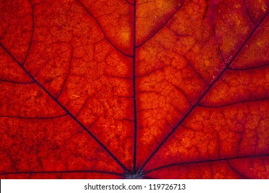 Maple Leaf Macro.