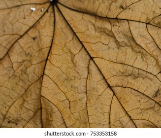 Maple Leaf Macro