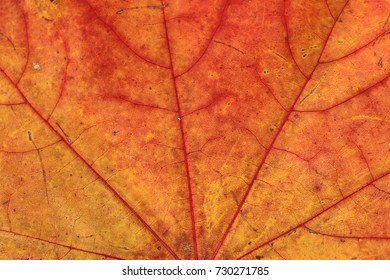 Maple Leaf; Macro; Nature; Autumn