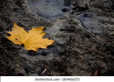 A maple leaf in mud