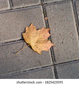 maple leaf on asphalt, autumn