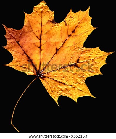 Similar – Image, Stock Photo The sheet 33 Maple tree