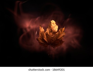 maple leaf on the black background   with light wind
