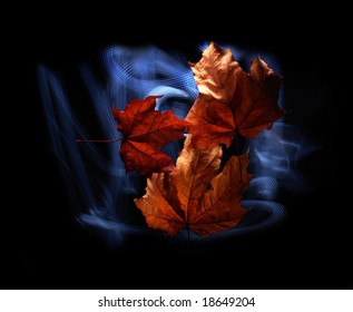 maple leaf on the black background   with light wind