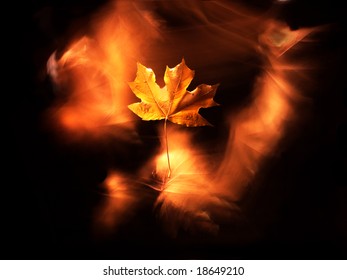 maple leaf on the black background   with light wind