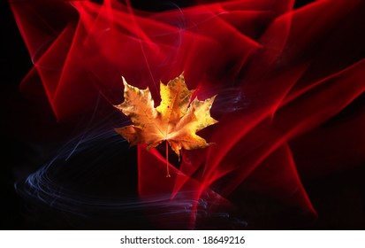 maple leaf on the black background   with light wind