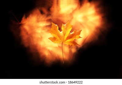 maple leaf on the black background   with light wind